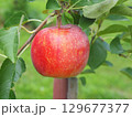 高密植栽培のリンゴの木になっている、熟し始めのりんご、シナノリップ 129677377