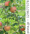 高密植栽培のリンゴの木になっている、熟し始めのりんご、シナノリップ 129677378