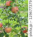 高密植栽培のリンゴの木になっている、熟し始めのりんご、シナノリップ 129677379