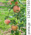 高密植栽培のリンゴの木になっている、熟し始めのりんご、シナノリップ 129677380