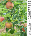 高密植栽培のリンゴの木になっている、熟し始めのりんご、シナノリップ 129677381
