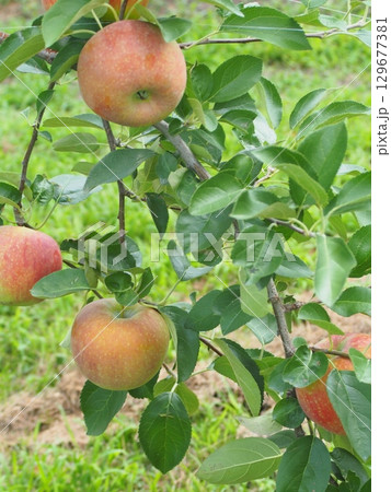 高密植栽培のリンゴの木になっている、熟し始めのりんご、シナノリップ 129677381