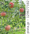 高密植栽培のリンゴの木になっている、熟し始めのりんご、シナノリップ 129677382