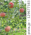 高密植栽培のリンゴの木になっている、熟し始めのりんご、シナノリップ 129677383