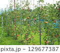 高密植栽培のリンゴの木になっている、熟し始めのりんご、シナノリップ 129677387
