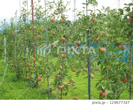 高密植栽培のリンゴの木になっている、熟し始めのりんご、シナノリップ 高密植栽培のリンゴの木になっている、熟し始めのりんご、シナノリップ 129677387