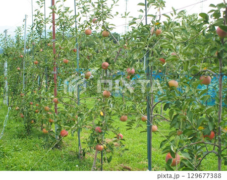 高密植栽培のリンゴの木になっている、熟し始めのりんご、シナノリップ 高密植栽培のリンゴの木になっている、熟し始めのりんご、シナノリップ 129677388
