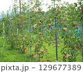 高密植栽培のリンゴの木になっている、熟し始めのりんご、シナノリップ 129677389