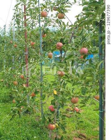 高密植栽培のリンゴの木になっている、熟し始めのりんご、シナノリップ 129677390