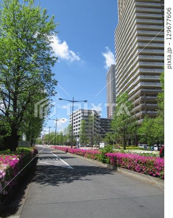 南千住・ドナウ通りのツツジ 129677606