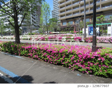 南千住・ドナウ通りのツツジ 129677607