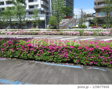 南千住・ドナウ通りのツツジ 129677608