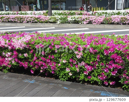 南千住・ドナウ通りのツツジ 129677609