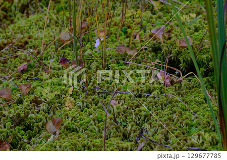 乱獲によって準絶滅危惧種になっているオオミズゴケ 129677785