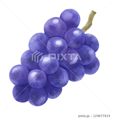 ぶどうのイラスト 129677814