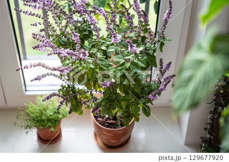Blooming thai Basil and thyme in clay pots on windowsill at home. Cultivation homegrown spicy herbs 129677920