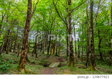 深い森　dilapidated bridge in a bright, deep forest 129677921