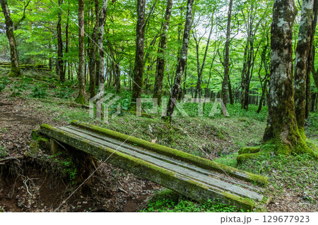 深い森 dilapidated bridge in a bright, deep forest 深い森 dilapidated bridge in a bright, deep forest 129677923