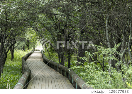 夏の奥日光 戦場ヶ原の遊歩道 夏の奥日光 戦場ヶ原の遊歩道 129677988