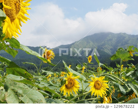 夏の山に咲く向日葵 129678222