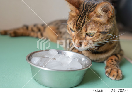 氷を舐めるネコ（ベンガル） 129678285
