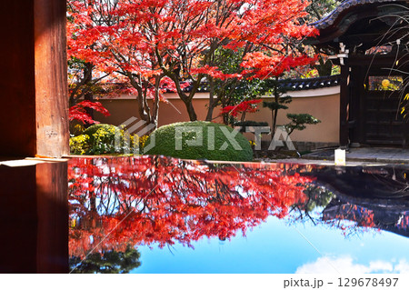 京都妙顕寺　京都の紅葉の名所　京都観光スポット　四海唱導の庭とモミジ 129678497