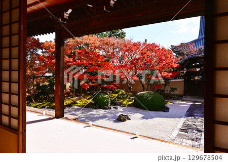 京都妙顕寺　京都の紅葉の名所　和室から眺める紅葉　京都観光スポット　四海唱導の庭とモミジ 129678504