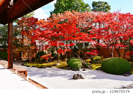 京都妙顕寺 京都の紅葉の名所 紅葉と日本庭園 京都観光スポット 四海唱導の庭とモミジ 京都妙顕寺 京都の紅葉の名所 紅葉と日本庭園 京都観光スポット 四海唱導の庭とモミジ 129678574