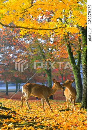 【奈良県】奈良公園の紅葉と鹿 129679176