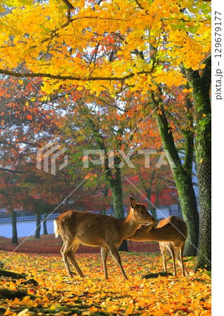 【奈良県】奈良公園の紅葉と鹿 129679177
