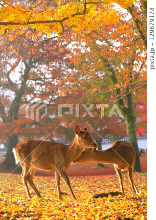 【奈良県】奈良公園の紅葉と鹿 【奈良県】奈良公園の紅葉と鹿 129679178