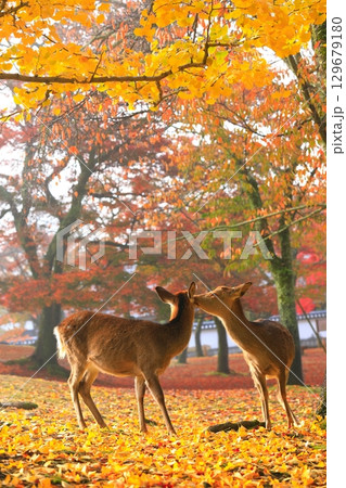 【奈良県】奈良公園の紅葉と鹿 【奈良県】奈良公園の紅葉と鹿 129679180