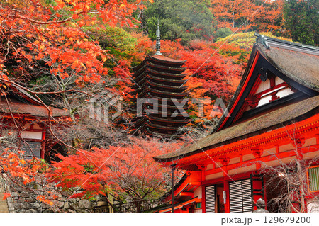 【奈良県】談山神社の紅葉（十三重塔と神廟拝所） 129679200