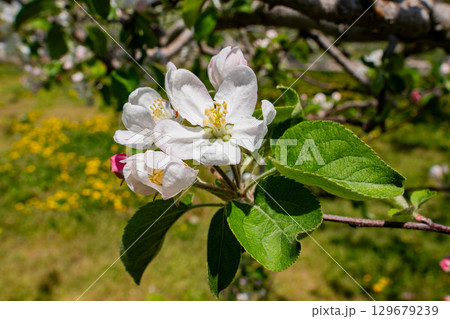 リンゴの開花 リンゴの開花 129679239