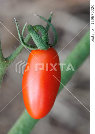 赤く色づくトマトの栽培家庭菜園 129679326