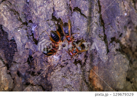 樹液を吸うスズメバチ 129679329