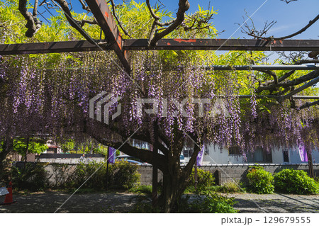 吉田町の林泉寺の長藤の風景(静岡県) 129679555