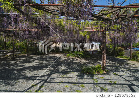 吉田町の林泉寺の長藤の風景(静岡県) 129679558