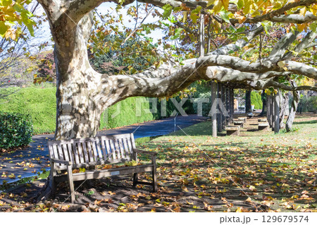 秋の公園のベンチのある風景 129679574