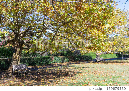 秋の公園の落ち葉 秋の公園の落ち葉 129679580