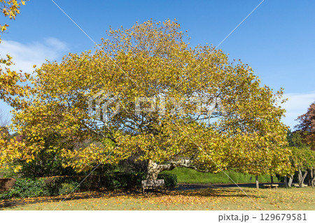青空に映えるプラタナスの黄葉 青空に映えるプラタナスの黄葉 129679581