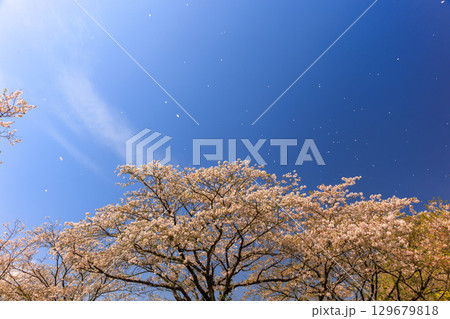 綾町馬事公苑の桜 綾町馬事公苑の桜 129679818