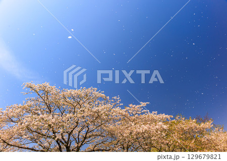 綾町馬事公苑の桜 129679821