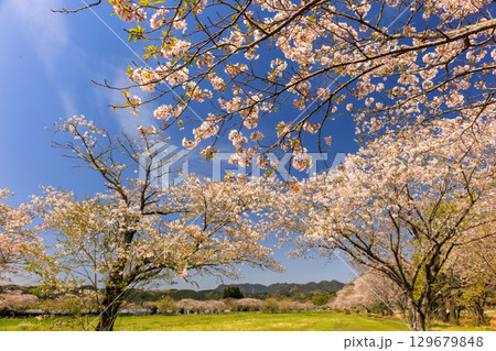 綾町馬事公苑の桜 129679848