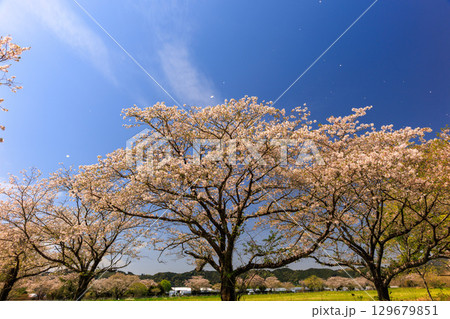 綾町馬事公苑の桜 129679851