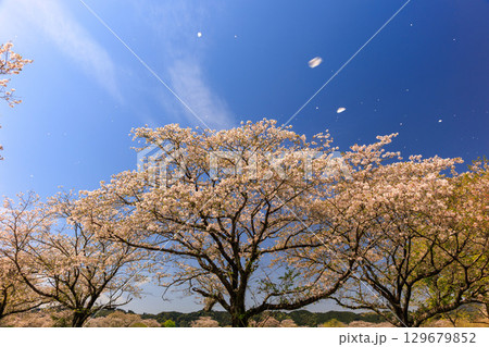 綾町馬事公苑の桜 129679852
