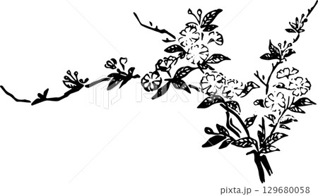 桜の枝 桜の枝 129680058