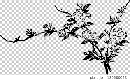 桜の枝 桜の枝 129680058