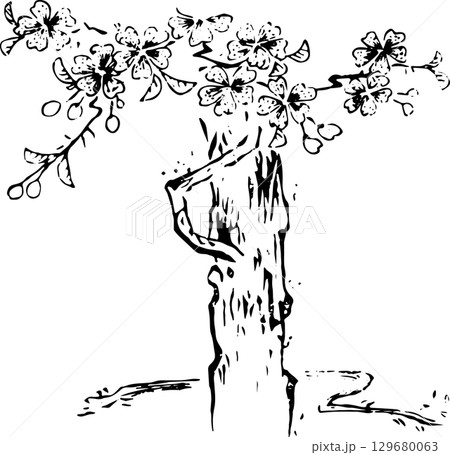 少し変わった桜の木 少し変わった桜の木 129680063