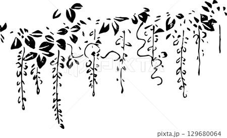 藤の花 藤の花 129680064